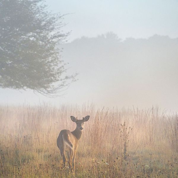 Jaynes Gallery 아티스트의 USA-West Virginia-Davis Deer in foggy field작품입니다.